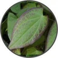 Epimedium Leaf Extract