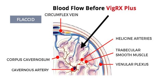 How VigRX Plus Works